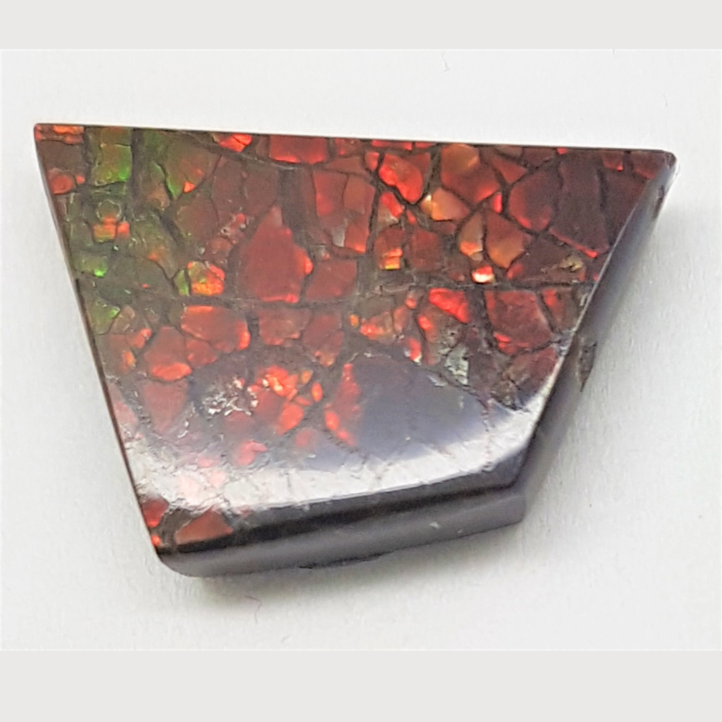 Ammolite "Canada's Opal" Fancy Cut Dragon Skin Triplet – 12x17mm Vivid Red Gem