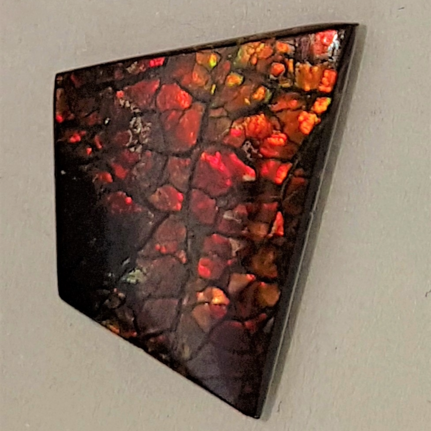 Ammolite "Canada's Opal" Fancy Cut Dragon Skin Triplet – 12x17mm Vivid Red Gem