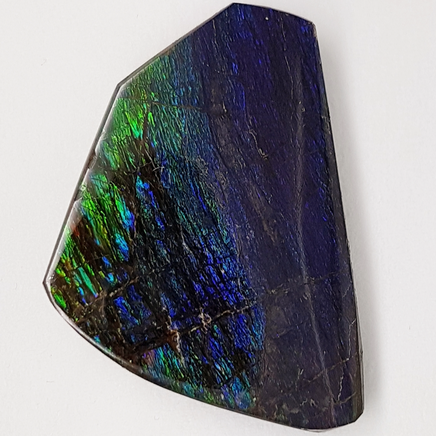 Canadian Ammolite Freeform Triplet – 33x25mm Blue & Green Gem