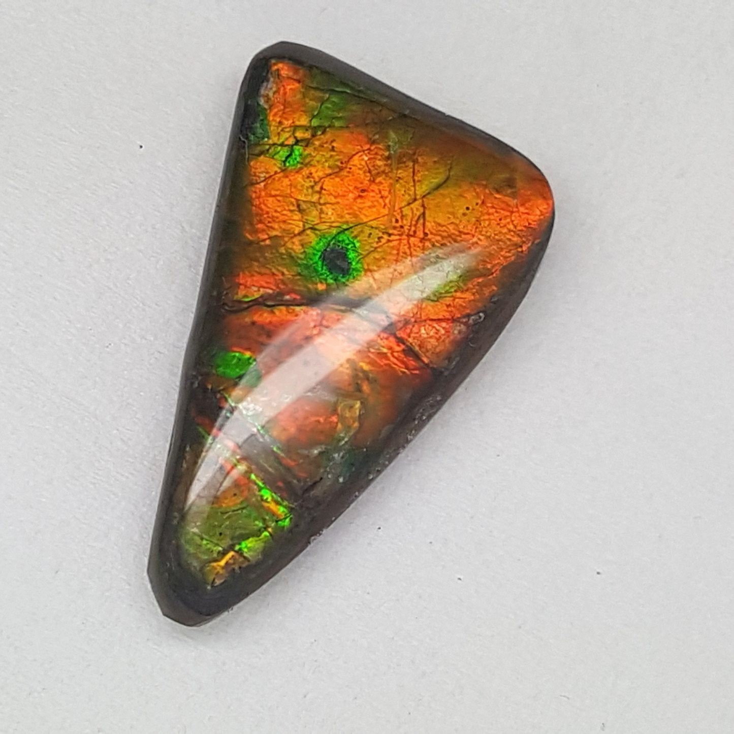 Green & Gold 16x26mm AA Free-Form Ammolite Gemstone