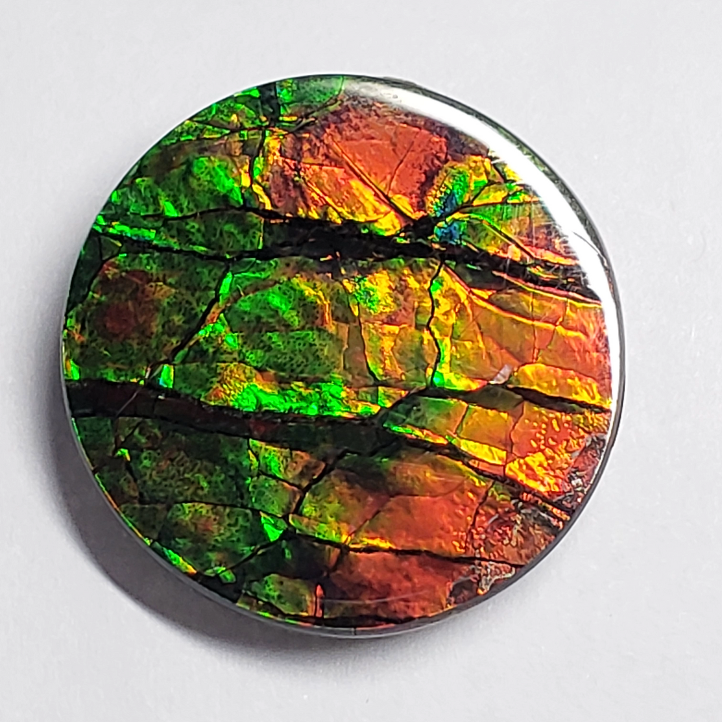 Ammolite Canada's Opal 22x22mm Round Shape Triplet 2 Color Gold & Green Gemstone