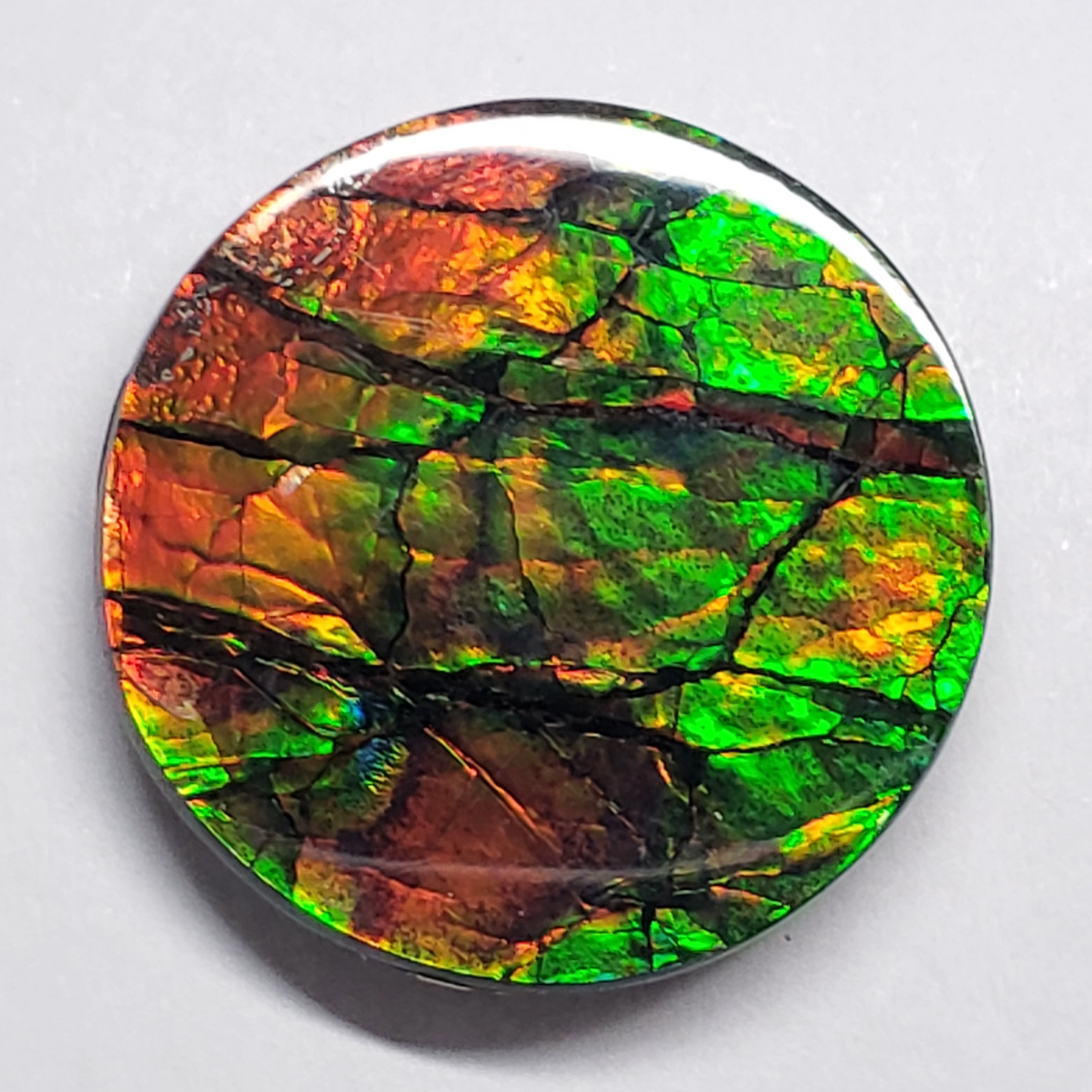 Ammolite Canada's Opal 22x22mm Round Shape Triplet 2 Color Gold & Green Gemstone