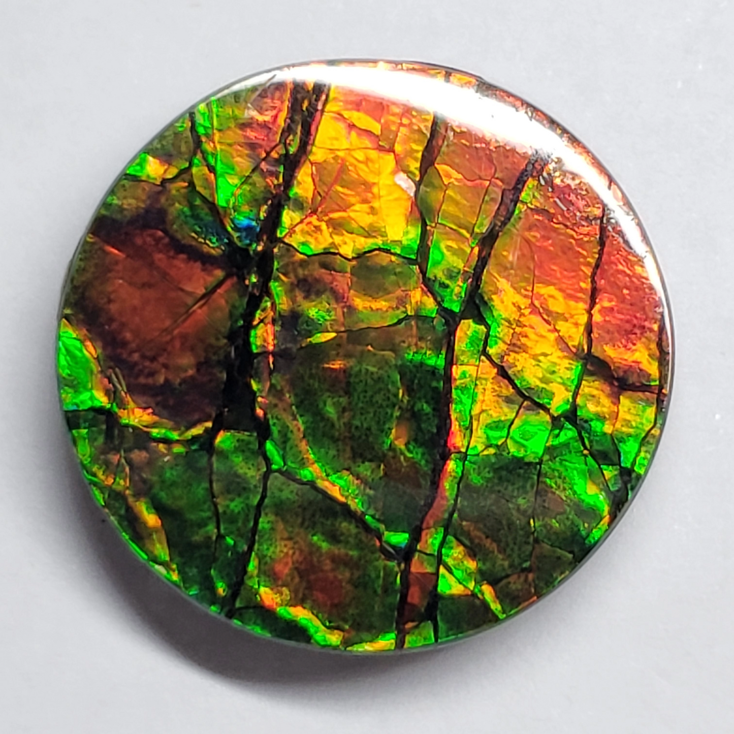 Ammolite Canada's Opal 22x22mm Round Shape Triplet 2 Color Gold & Green Gemstone