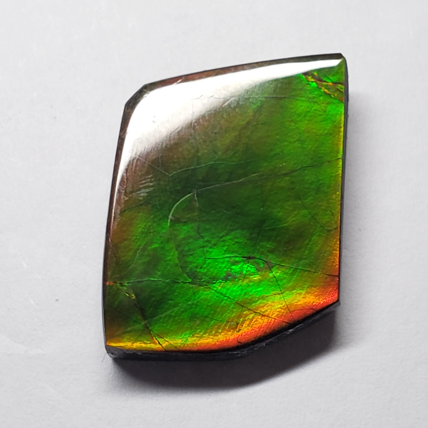 Ammolite Canada's Opal Natural Free Form 2 Color Green & Gold Gemstone 17x22mm