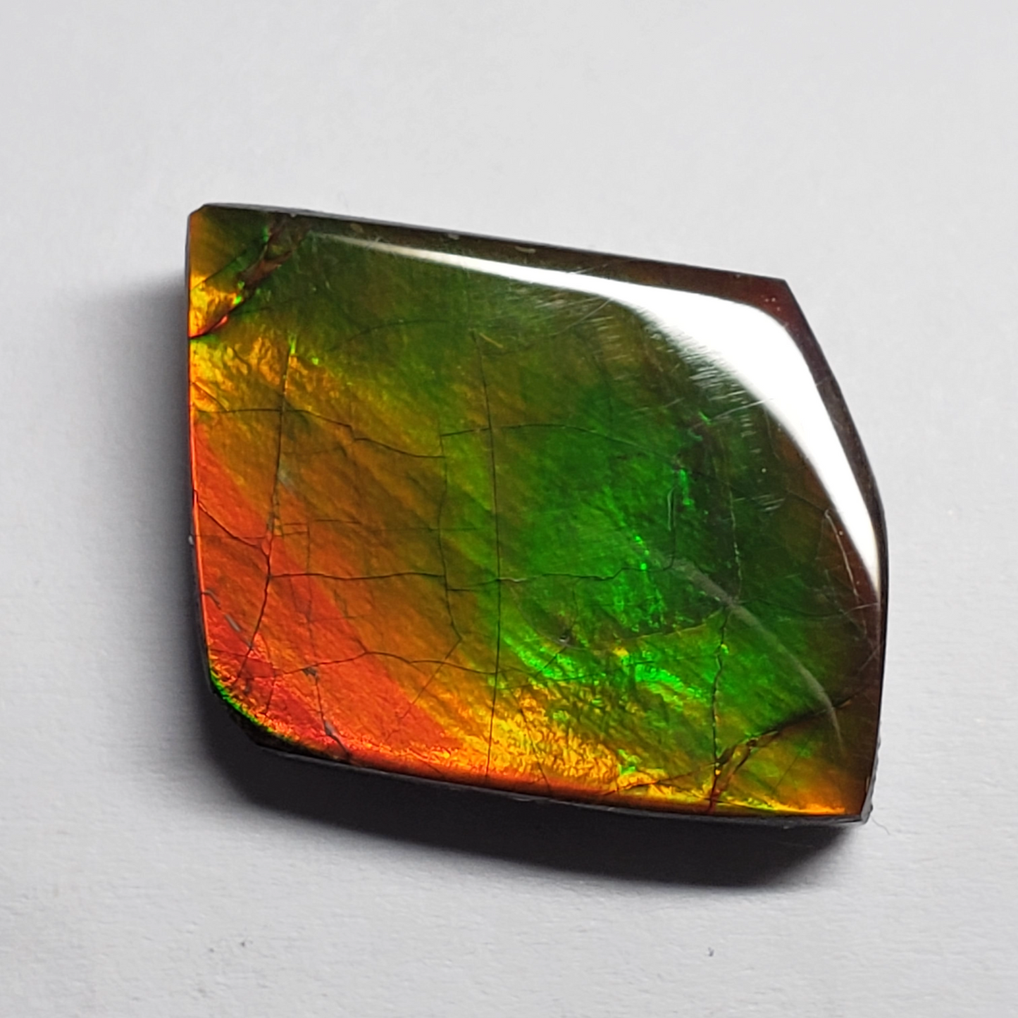 Ammolite Canada's Opal Natural Free Form 2 Color Green & Gold Gemstone 17x22mm