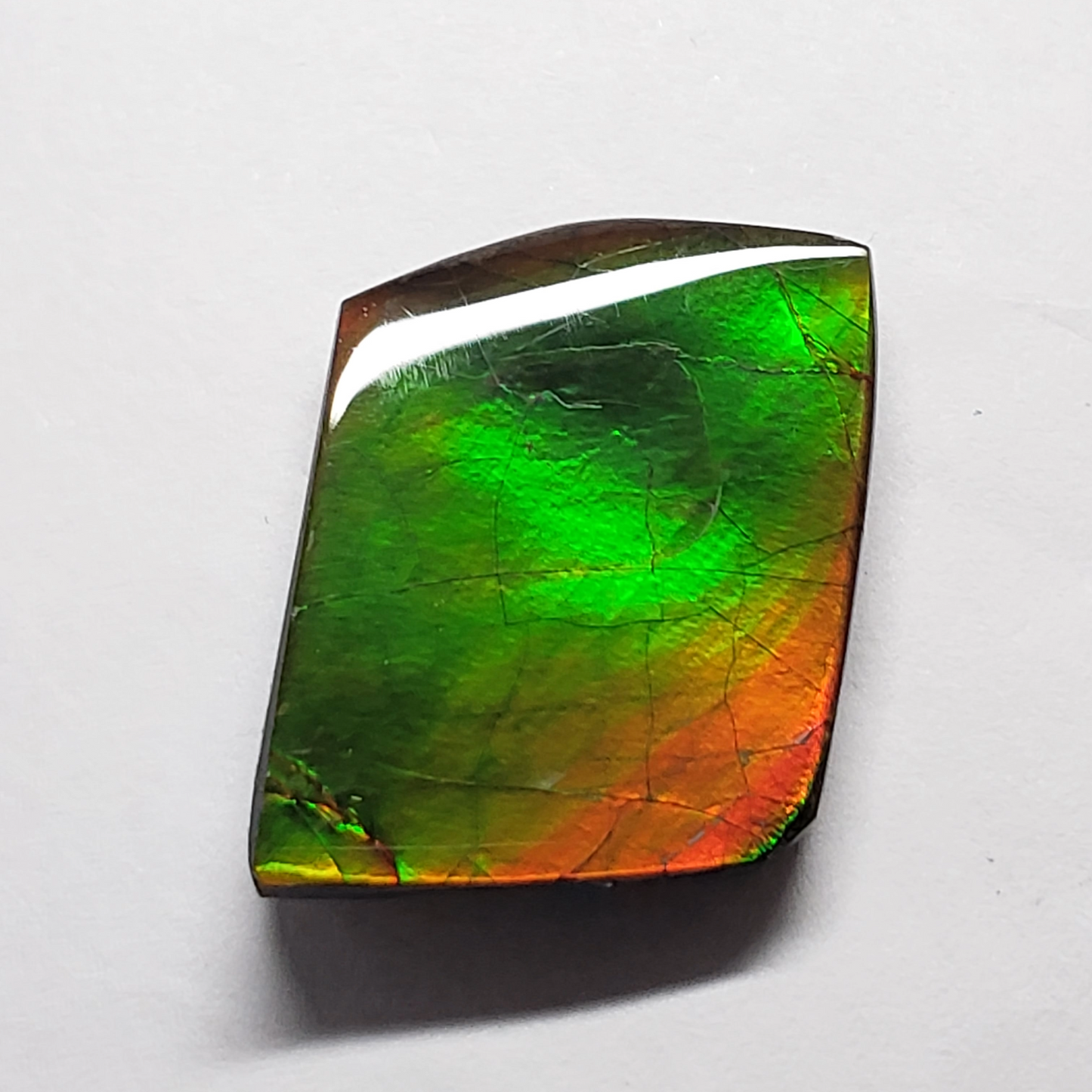 Ammolite Canada's Opal Natural Free Form 2 Color Green & Gold Gemstone 17x22mm