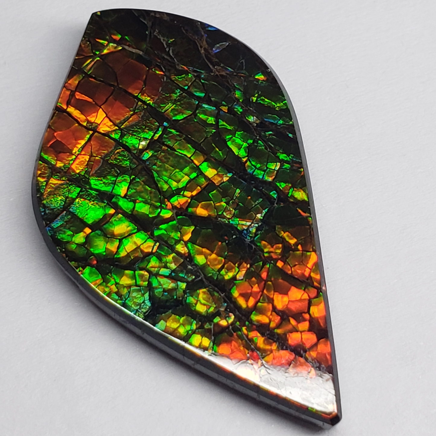 Dragon Skin Ammolite Gem – 32x18mm Freeform Green & Gold Fossil – Rare Canadian Stone