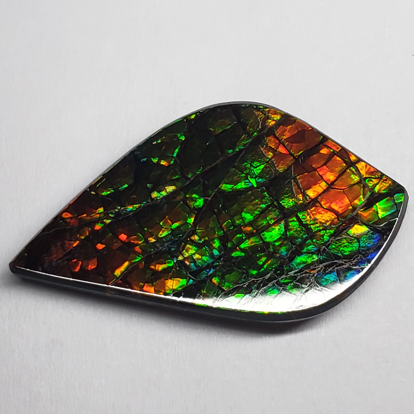 Dragon Skin Ammolite Gem – 32x18mm Freeform Green & Gold Fossil – Rare Canadian Stone