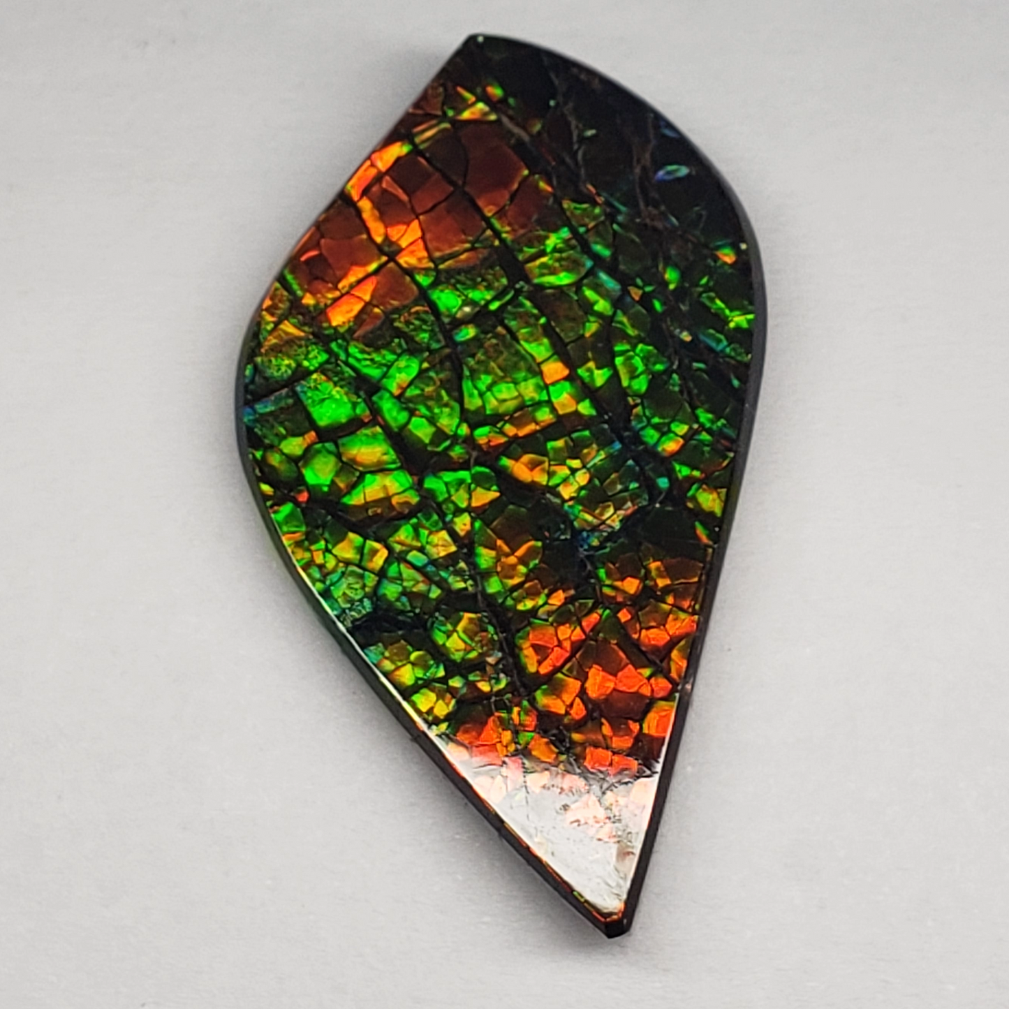 Dragon Skin Ammolite Gem – 32x18mm Freeform Green & Gold Fossil – Rare Canadian Stone