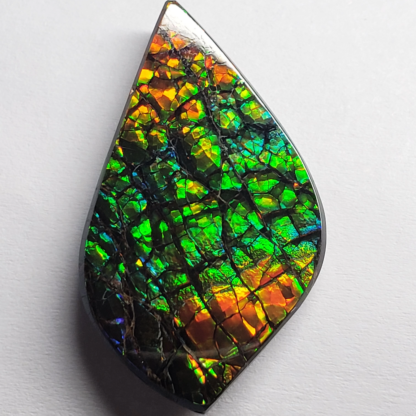 Dragon Skin Ammolite Gem – 32x18mm Freeform Green & Gold Fossil – Rare Canadian Stone