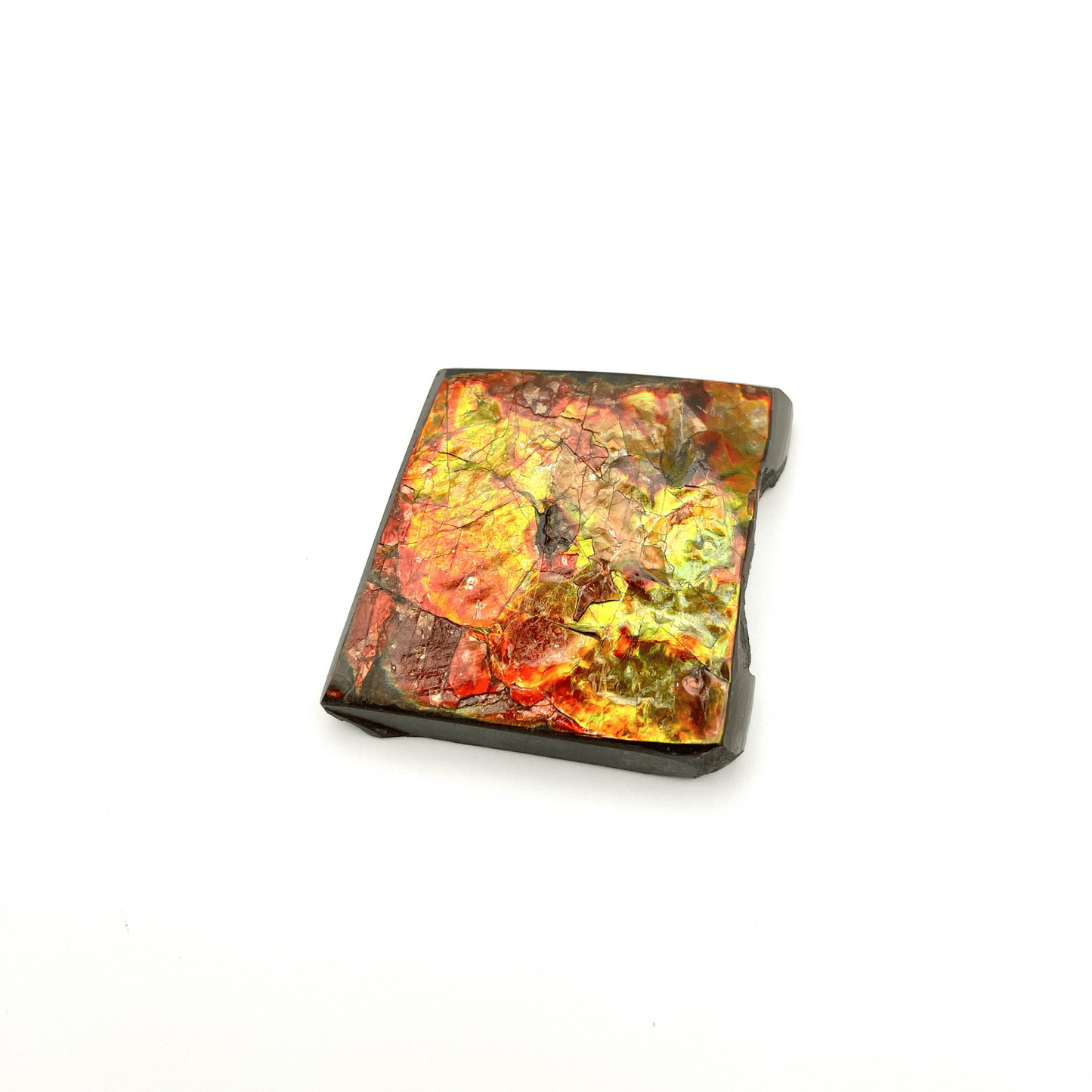 54x54mm Canadian Ammolite Square – Green Red Gold 3-Color Gemstone Specimen – Natural Fossil Gem Display Piece