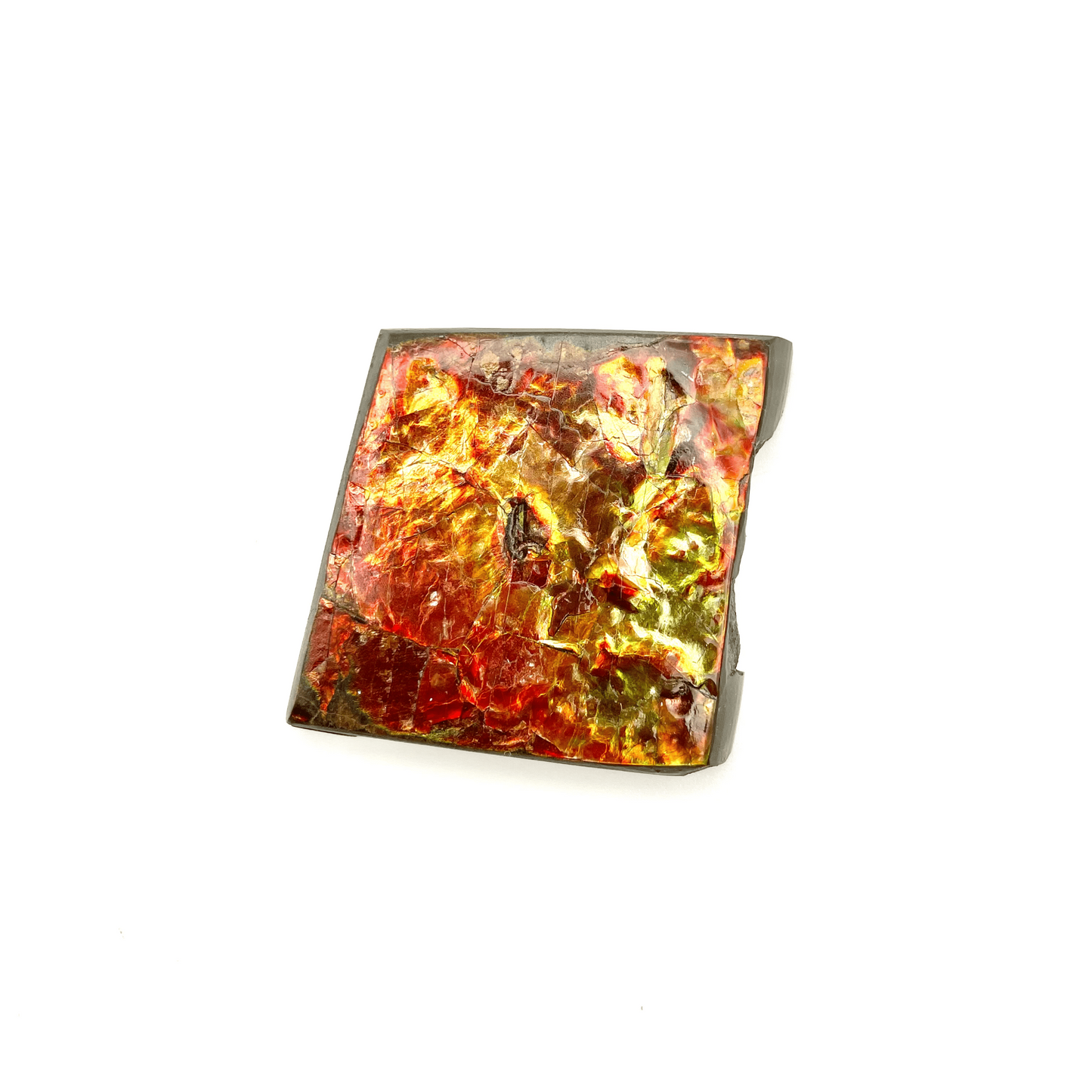 54x54mm Canadian Ammolite Square – Green Red Gold 3-Color Gemstone Specimen – Natural Fossil Gem Display Piece