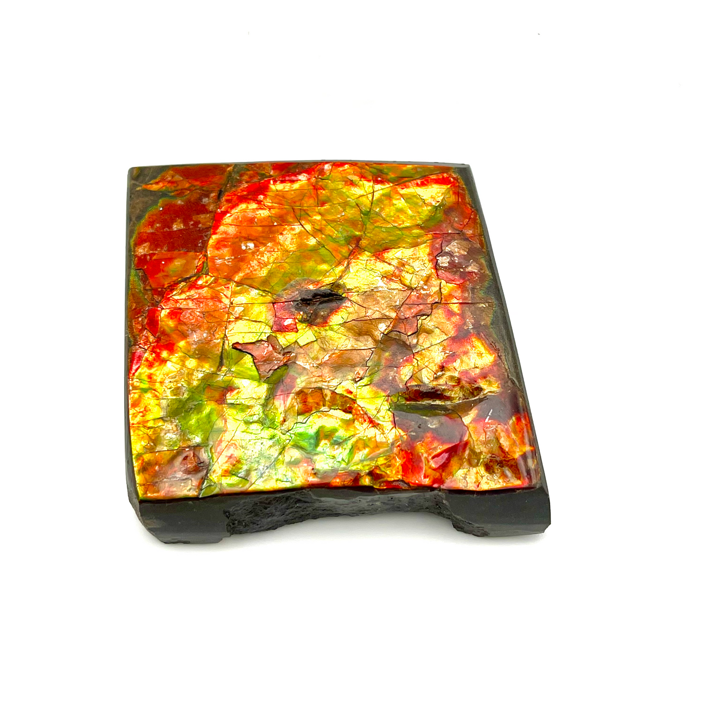54x54mm Canadian Ammolite Square – Green Red Gold 3-Color Gemstone Specimen – Natural Fossil Gem Display Piece