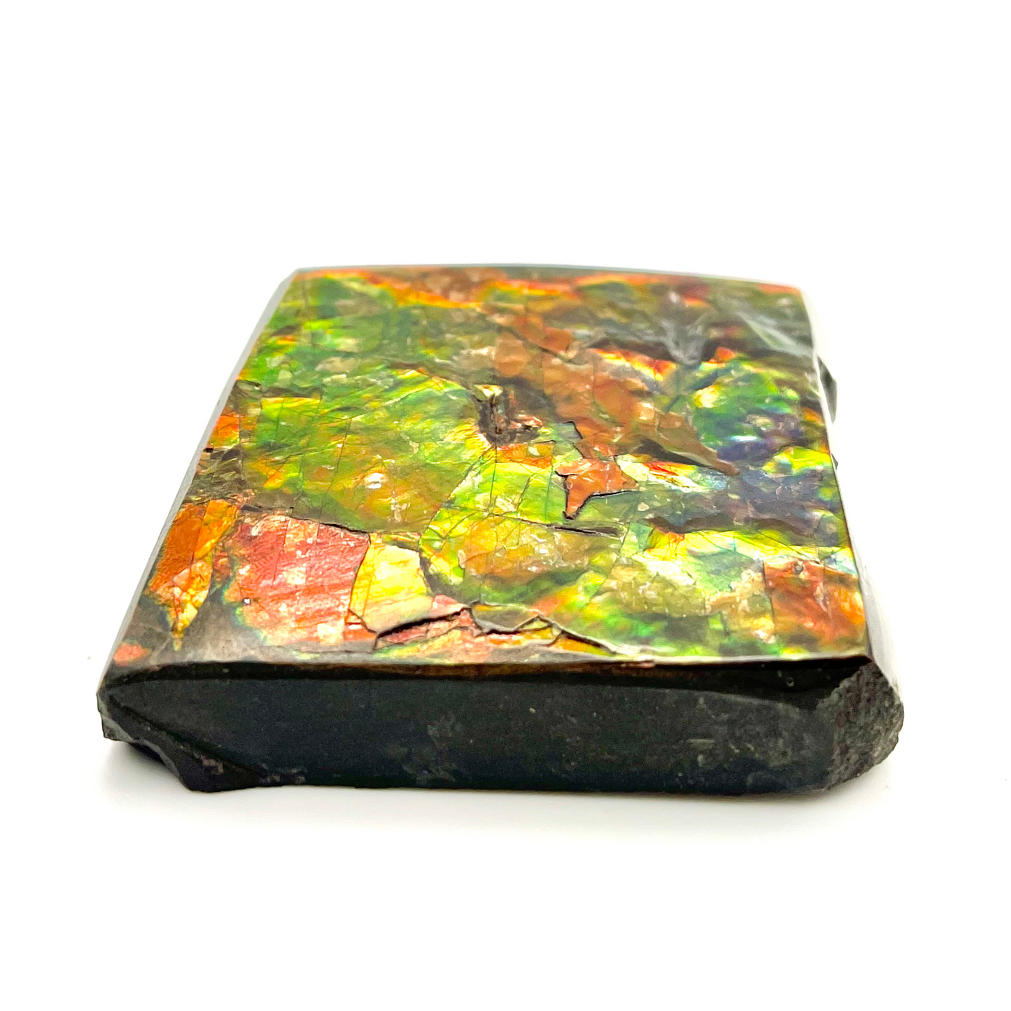 54x54mm Canadian Ammolite Square – Green Red Gold 3-Color Gemstone Specimen – Natural Fossil Gem Display Piece