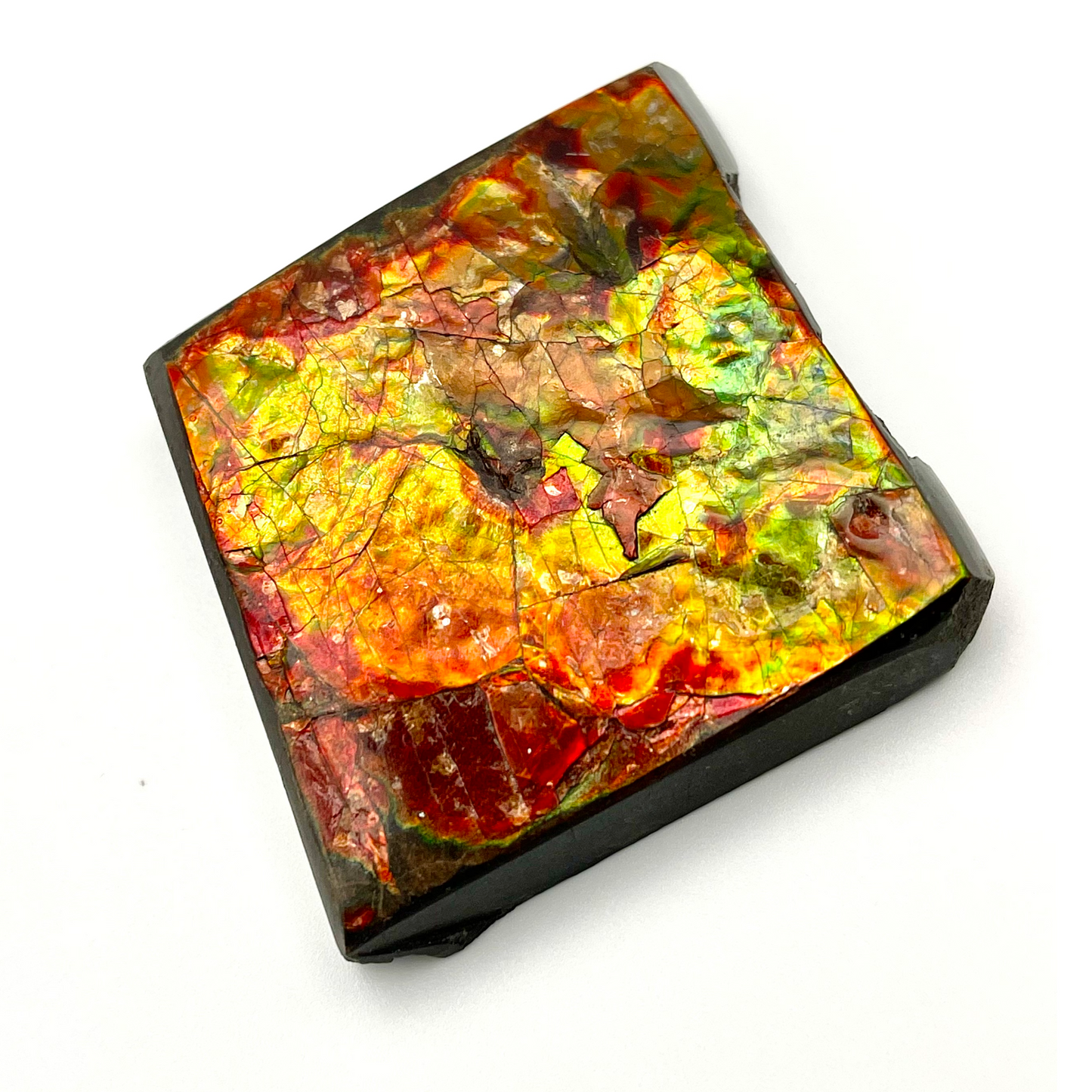 54x54mm Canadian Ammolite Square – Green Red Gold 3-Color Gemstone Specimen – Natural Fossil Gem Display Piece