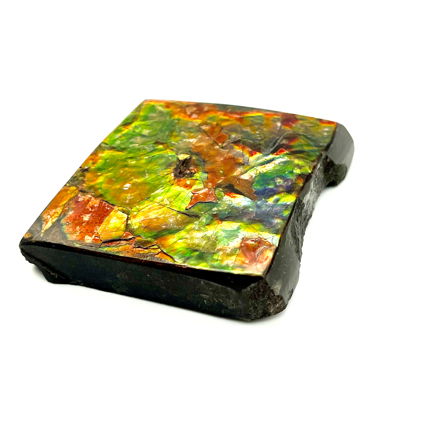 54x54mm Canadian Ammolite Square – Green Red Gold 3-Color Gemstone Specimen – Natural Fossil Gem Display Piece