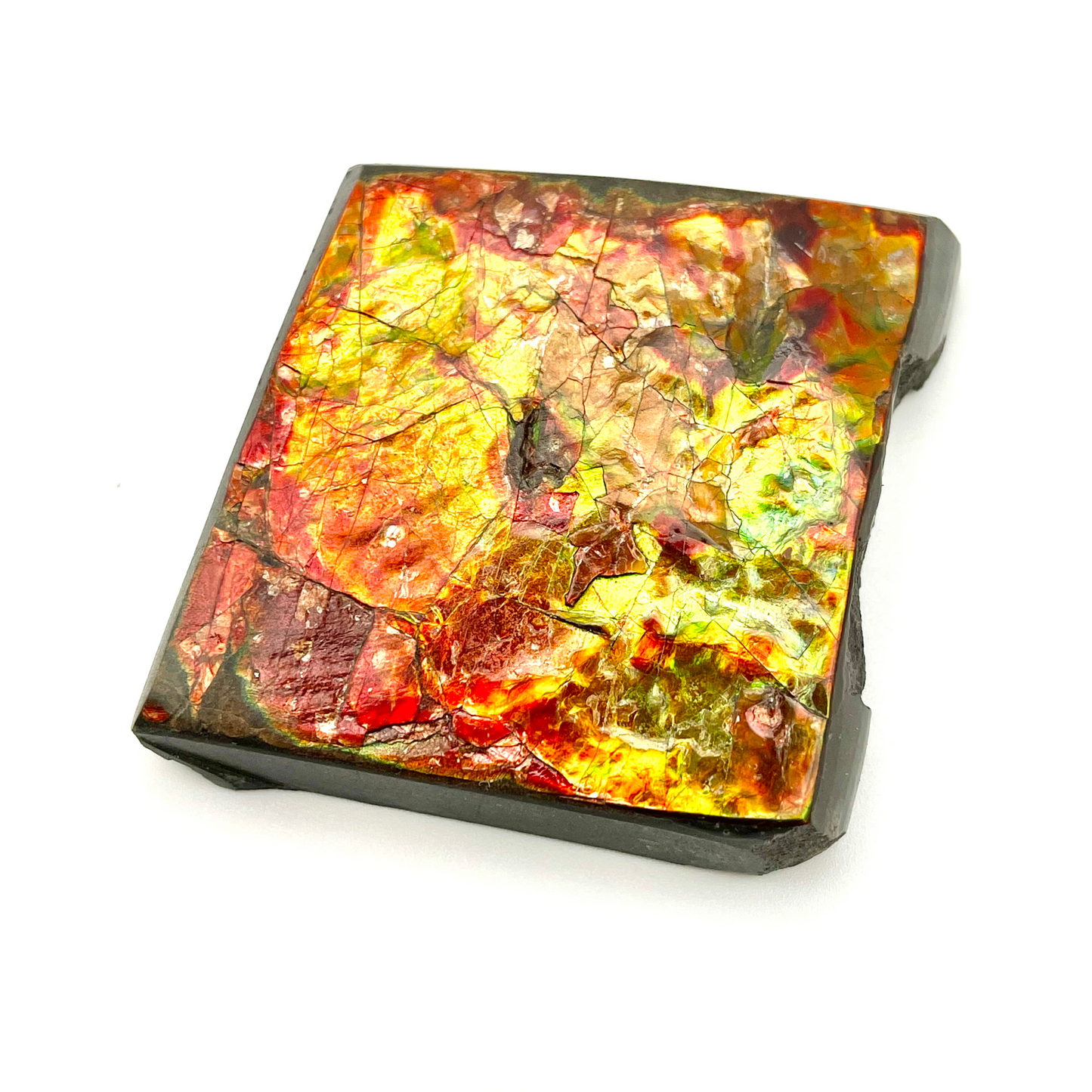 54x54mm Canadian Ammolite Square – Green Red Gold 3-Color Gemstone Specimen – Natural Fossil Gem Display Piece