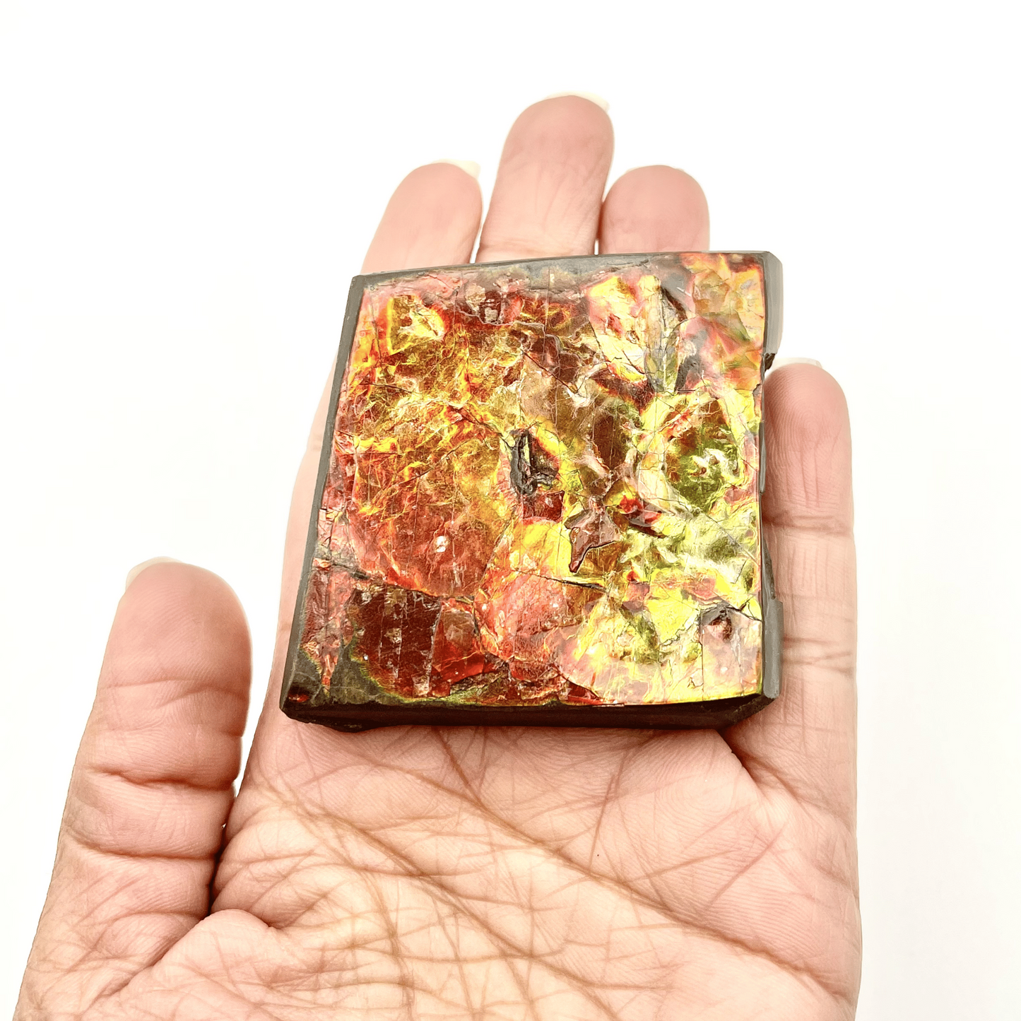 54x54mm Canadian Ammolite Square – Green Red Gold 3-Color Gemstone Specimen – Natural Fossil Gem Display Piece